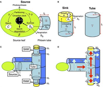 Photosynthetic Entrainment of the Circadian Clock Facilitates Plant Growth under Environmental Fluctuations: Perspectives from an Integrated Model of Phase Oscillator and Phloem Transportation